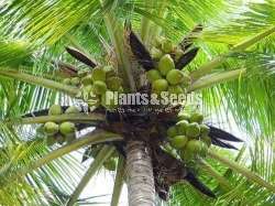 Coconut ' plant (දේශීය පොල් පැළ)