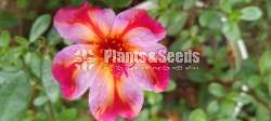 Japanese Rosa/Dubai Rosa/Tyara/Cinderella