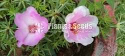 Japanese Rosa/Dubai Rosa/Tyara/Cinderella