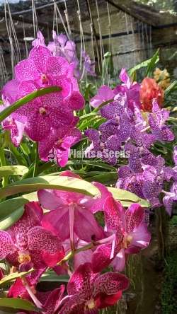 Orchid (Vanda with Flowers )