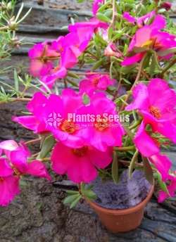 Bi-Tiyara (ටියාරා )