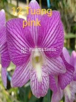 Orchid Bushes