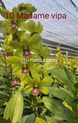 Orchid Bushes