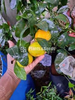 කහ ජමනාරනං (Kaha Jamanaran)
