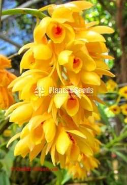Dendrobium sulcatum Orchid