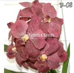 වැන්ඩ පැල 