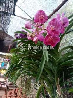වැන්ඩ පැල 