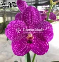 වැන්ඩ පැල 