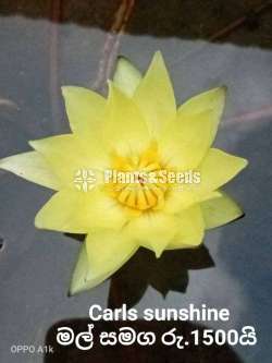 Carls sunshine water plant 
