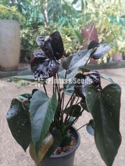 Malaysian Black Anthurium