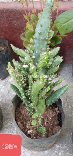 Cactus Collection