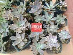Cactus Collection