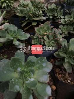 Cactus Collection
