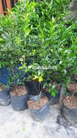 රහංගල ජමනාරං (Rahangala Jamanaran)