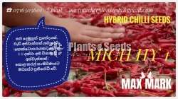 Chilli seeds Mich hy1 Miris  Gardening Agriculture මිරිස් 