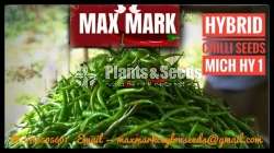 Chilli seeds Mich hy1 Miris  Gardening Agriculture මිරිස් 