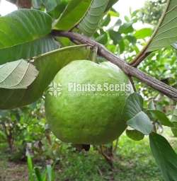 ඇපල් පේර ( ලේයර් පැල )