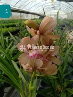 Cymbidium Orchid