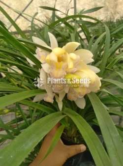 Cymbidium Orchid
