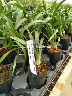 Cymbidium Orchid