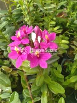 Epidendrom Orchid