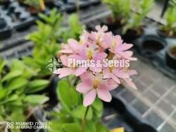 Epidendrom Orchid