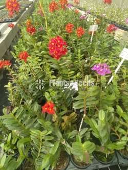 Epidendrom Orchid