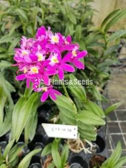 Epidendrom Orchid