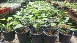 Bankok Seeds (බැංකොක් සීඩ් පැල )