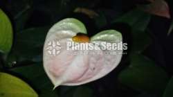 Bankok Anthurium Package
