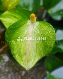 Bankok Anthurium Package