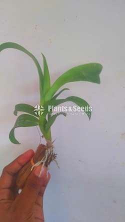 ඩෙන්ඩොබියම් ඕකිඩ් පැල
