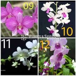 ඩෙන්ඩොබියම් ඕකිඩ් පැල