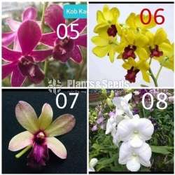 ඩෙන්ඩොබියම් ඕකිඩ් පැල
