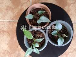 Anthurium package 