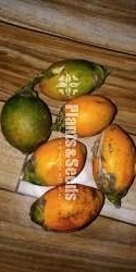 Rata puwak for sale