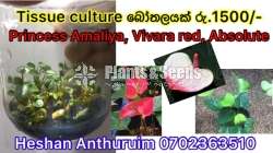 Tissue culture bottles-Anthurium