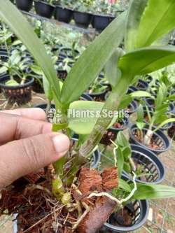 බැන්කොක් ඕකිඩ් පැල