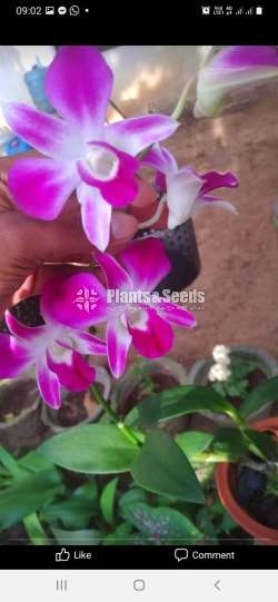  සොනියා ඩෙන්ඩොබියම්