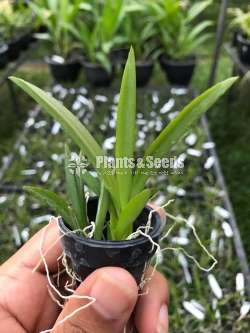 Toluomina Orchid