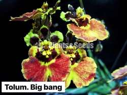 Toluomina Orchid
