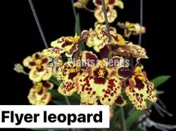Toluomina Orchid