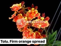 Toluomina Orchid