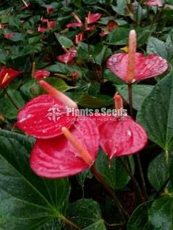 ලේඩ් ජේන් රතු (Anthurium)