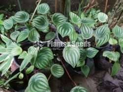 Watermelon peperomia 