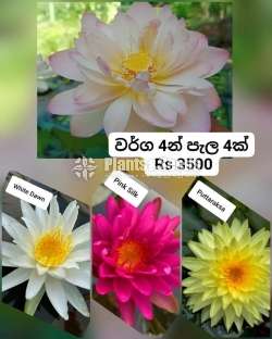 Water plants package 