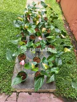 Livium anthurium 