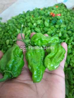 Scotch bonnet dark green පැල 
