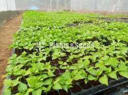 Scotch bonnet dark green පැල 
