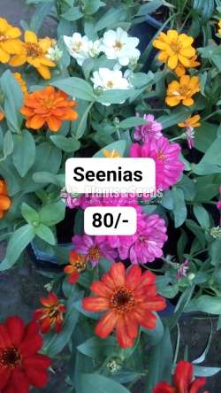 Seenias flower plant
